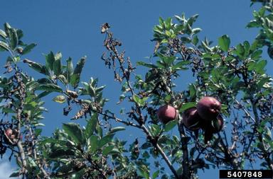 leaf spot (Ceratobasidium stevensii ) on apple (Malus domestica ) - 5407848