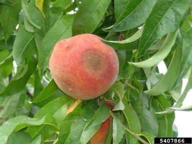 bitter rot and anthracnose (Colletotrichum gloeosporioides ) on peach (Prunus persica ) - 5407866