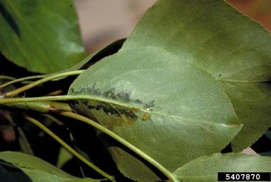 fire blight (Erwinia amylovora ) on pear (Pyrus spp. ) - 5407870