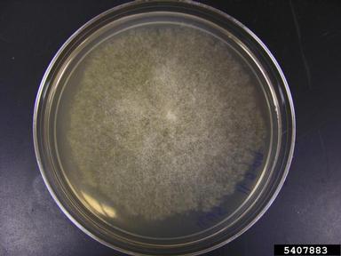 Phytophthora root and crown rots (Phytophthora spp. ) on PARP-V8 medium (Oomycete Selective Media PARP-V8 ) - 5407883