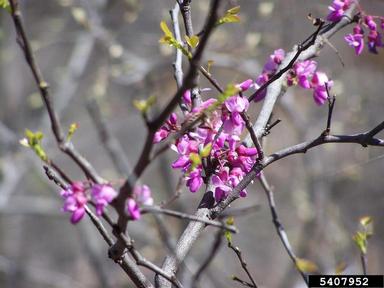 western redbud, Cercis canadensis var. texensis (Fabales: Fabaceae (Leguminosae)) - 5407952