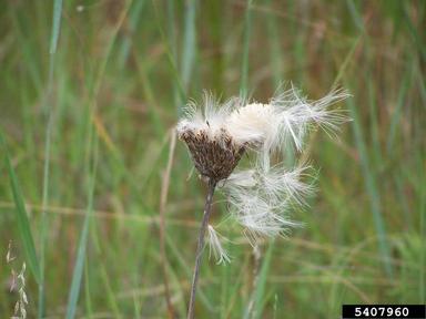 American star-thistle, Centaurea americana  (Asterales: Asteraceae) - 5407960