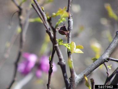 western redbud, Cercis canadensis var. texensis (Fabales: Fabaceae (Leguminosae)) - 5407962