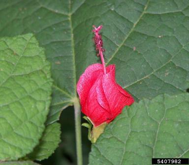 wax mallow, Malvaviscus arboreus var. drummondii (Malvales: Malvaceae) - 5407982