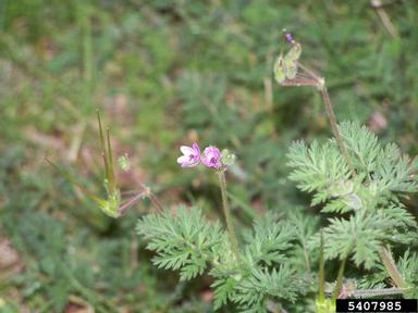 Texas filaree, Erodium texanum  (Geraniales: Geraniaceae) - 5407985