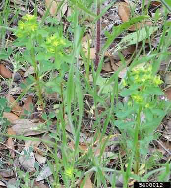 spurge, Euphorbia spp.  (Euphorbiales: Euphorbiaceae) - 5408012