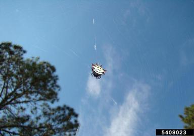spinybacked spider, Gasteracantha cancriformis  (Araneae: Araneidae) - 5408023