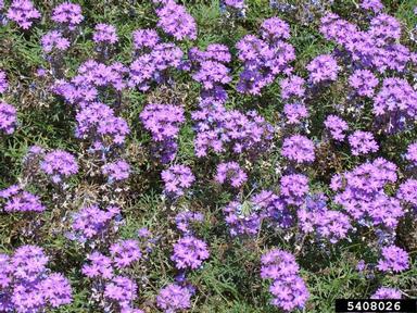 moss vervain, Glandularia pulchella  (Lamiales: Verbenaceae) - 5408026