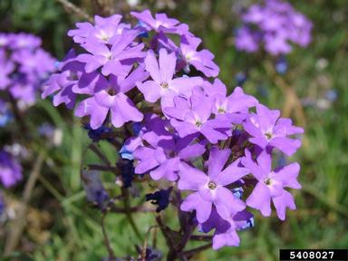 moss vervain, Glandularia pulchella  (Lamiales: Verbenaceae) - 5408027