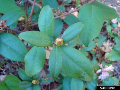 piedmont rhododendron, Rhododendron minus  (Ericales: Ericaceae) - 5408092