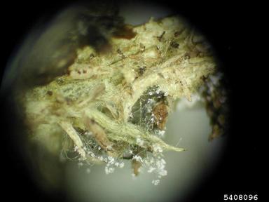 gray molds, Botrytis spp.  (Incertae sedis: Incertae sedis) - 5408096