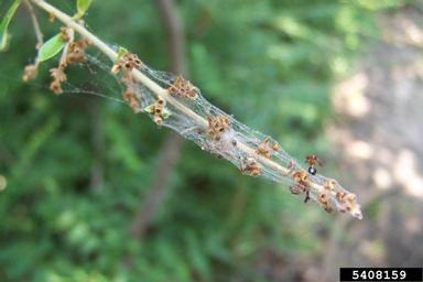 Chinese privet, Ligustrum sinense  (Scrophulariales: Oleaceae) - 5408159