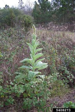 common mullein, Verbascum thapsus  (Scrophulariales: Scrophulariaceae) - 5408273