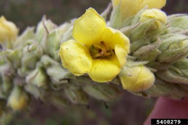 common mullein, Verbascum thapsus  (Scrophulariales: Scrophulariaceae) - 5408279