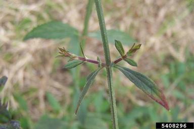 Brazilian vervain, Verbena incompta  (Lamiales: Verbenaceae) - 5408296