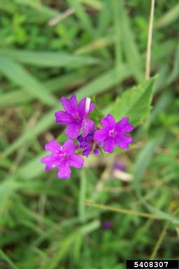 tuberous vervain, Verbena rigida  (Lamiales: Verbenaceae) - 5408307