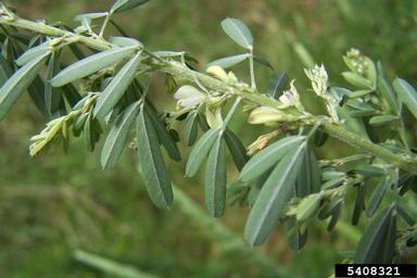 sericea lespedeza, Lespedeza cuneata  (Fabales: Fabaceae (Leguminosae)) - 5408321