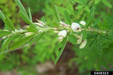 sericea lespedeza, Lespedeza cuneata  (Fabales: Fabaceae (Leguminosae)) - 5408323