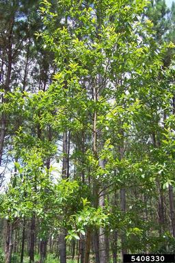 sawtooth oak, Quercus acutissima  (Fagales: Fagaceae) - 5408330