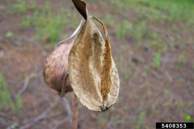 common milkweed, Asclepias syriaca  (Gentianales: Asclepiadaceae) - 5408353