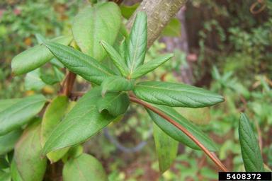 Japanese honeysuckle, Lonicera japonica  (Dipsacales: Caprifoliaceae) - 5408372