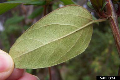Japanese honeysuckle, Lonicera japonica  (Dipsacales: Caprifoliaceae) - 5408374