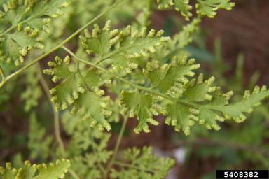 Japanese climbing fern, Lygodium japonicum  (Polypodiales: Lygodiaceae) - 5408382