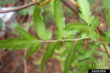 Japanese climbing fern, Lygodium japonicum  (Polypodiales: Lygodiaceae) - 5408384