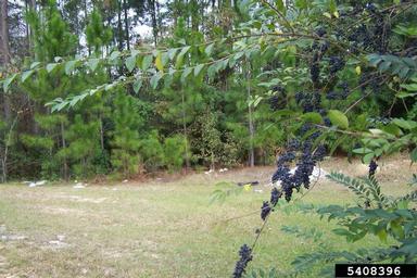 Chinese privet, Ligustrum sinense  (Scrophulariales: Oleaceae) - 5408396