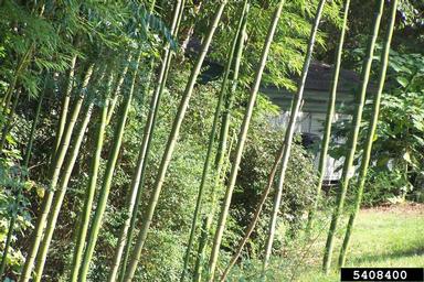 golden bamboo, Phyllostachys aurea  (Cyperales: Poaceae) - 5408400