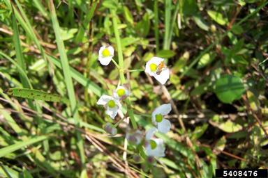 lanceleaf arrowhead, Sagittaria lancifolia  (Alismatales: Alismataceae) - 5408476