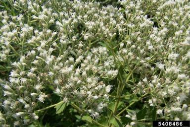 roundleaf thoroughwort, Eupatorium rotundifolium  (Asterales: Asteraceae) - 5408486