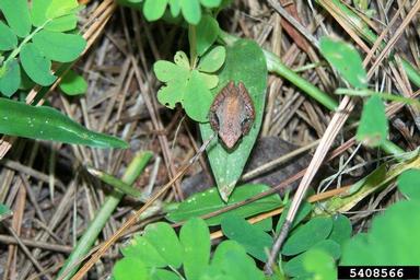 southern cricket frog, Acris gryllus  (Anura: Hylidae) - 5408566