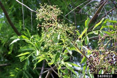 common elderberry, Sambucus nigra ssp. canadensis (Dipsacales: Caprifoliaceae) - 5408610
