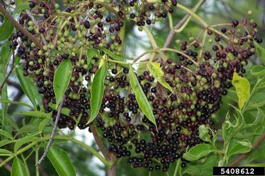 common elderberry, Sambucus nigra ssp. canadensis (Dipsacales: Caprifoliaceae) - 5408612