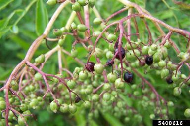 common elderberry, Sambucus nigra ssp. canadensis (Dipsacales: Caprifoliaceae) - 5408616