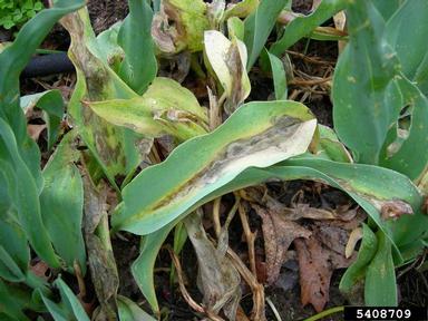 gray mold (Botrytis cinerea ) on tulip (Tulipa spp. ) - 5408709