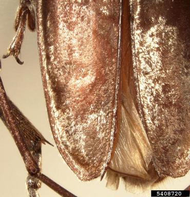 city longhorn beetle, Aeolesthes sarta  (Coleoptera: Cerambycidae) - 5408720