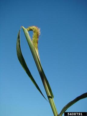 elephant grass, Pennisetum purpureum  (Cyperales: Poaceae) - 5408791