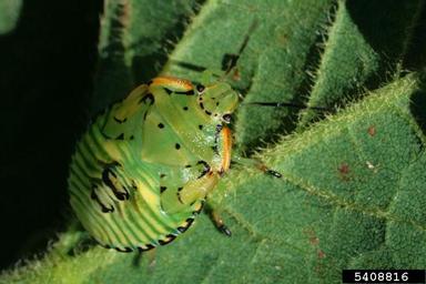 green stink bug (Acrosternum hilare ) on soybean (Glycine max ) - 5408816