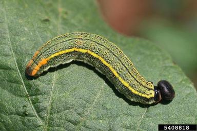 bean leafroller, Urbanus proteus  (Lepidoptera: Hesperiidae) - 5408818