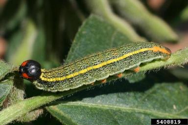 bean leafroller, Urbanus proteus  (Lepidoptera: Hesperiidae) - 5408819