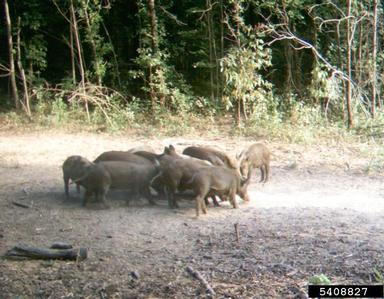 pig (feral), Sus scrofa (feral type) (Artiodactyla: Suidae) - 5408827