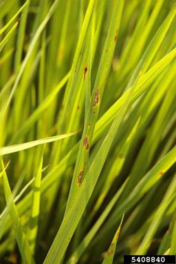 gray leaf spot (Magnaporthe grisea ) on rice (Oryza sativa ) - 5408840