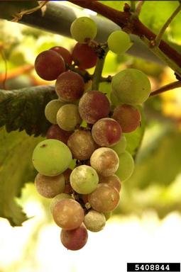 powdery mildew (Erysiphe necator ) on wine grape (Vitis vinifera ) - 5408844
