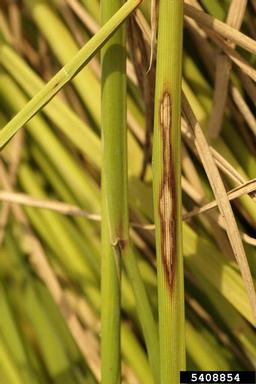 Rhizoctonia damping-off, blight and rot (Rhizoctonia solani ) on rice (Oryza sativa ) - 5408854