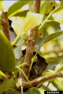 Japanese pear rust (Gymnosporangium asiaticum ) on Chinese pear (Pyrus pyrifolia ) - 5408864