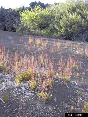 red sorrel, Rumex acetosella  (Polygonales: Polygonaceae) - 5408891