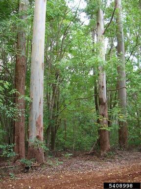 eucalyptus, Eucalyptus spp.  (Myrtales: Myrtaceae) - 5408998