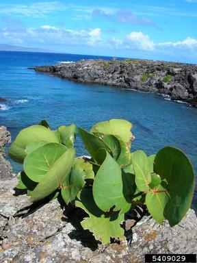 seagrape, Coccoloba uvifera  (Polygonales: Polygonaceae) - 5409029